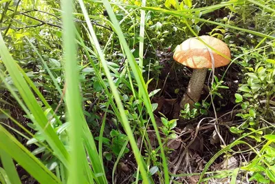 Предатель в корзине: как остаться в живых после охоты за грибами в тверских  лесах - МК Тверь
