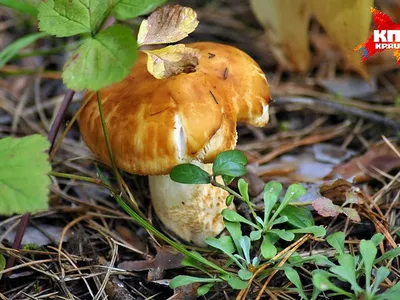 В Белгородской области зарегистрирован первый летальный случай отравления  грибами - KP.RU