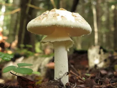 Токсиколог рассказал, как отличить по внешнему виду ядовитые грибы