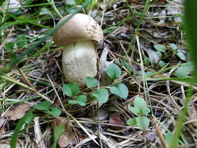 Съедобные грибы Белгородской области - фото и картинки: 69 штук