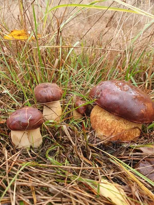 Съедобные грибы Белгородской области - 46 фото