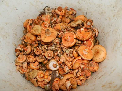 Засолка грибов холодным способом на зиму рыжики рецепт с фото пошагово -  1000.menu