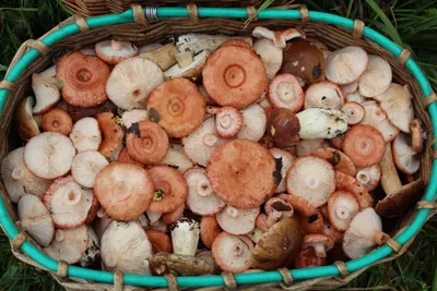 Съедобные грибы для соления - 33 фото