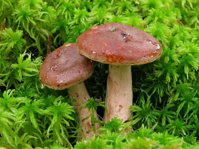 Съедобное — несъедобное: 11 грибов, которые вы боитесь собирать. А зря —  новости заведений Омска