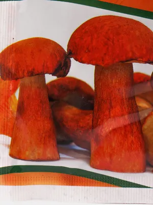 Как солить и мариновать грибы (рецепты) | Олесечкины сказки | Дзен