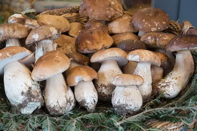 Как собирать и где искать белый гриб: советы лесника | Грибник России