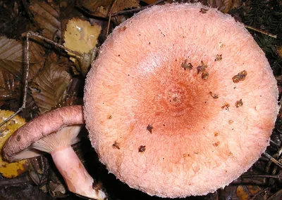 Съедобное — несъедобное: 11 грибов, которые вы боитесь собирать. А зря —  новости заведений Омска
