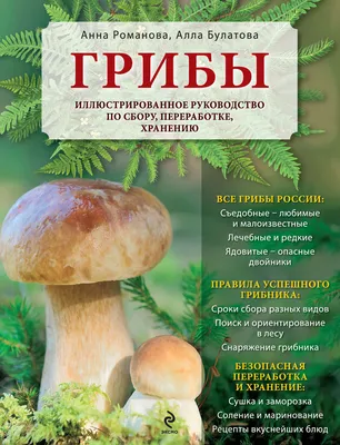 Фотообзор грибов в лесу под Петербургом. 23 августа.