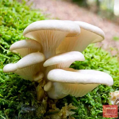 Галерина: Многоликий грибок, который не подойдет для солений | Книга  растений | Дзен