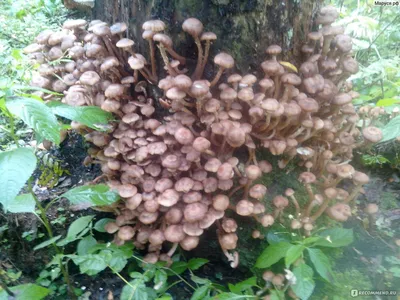 Основные правила заготовки грибов в августе 2021 г. Диетолог объяснила,  кому можно есть грибы и сколько › Статьи › 47новостей из Ленинградской  области