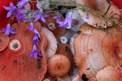 Солёные грибы — Википедия