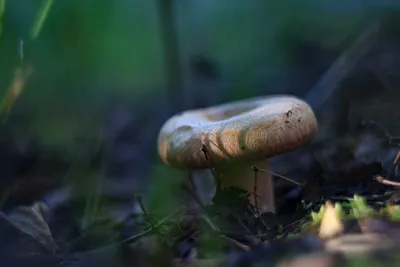Горячее соление грибов волнушек (60 фото) - красивые картинки и обои на  рабочий стол