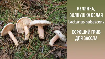 Белянка, Волнушка белая - хороший гриб для засола. Lactarius pubescens -  YouTube