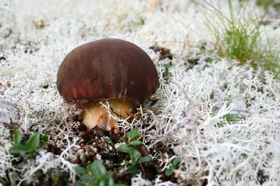 Боровик соснолюбивый, Boletus pinophilus | Пикабу