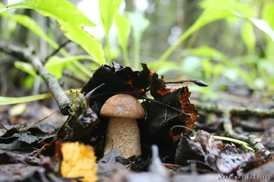 Подберёзовик пёстрый, Leccinum variicolor | Пикабу