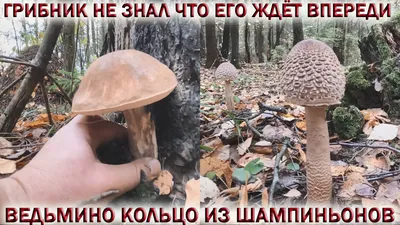 ГРИБНИК НЕ ЗНАЛ ЧТО ЕГО ЖДЁТ ВПЕРЕДИ👉БЕЛЫЕ ГРИБЫ и...💥ВЕДЬМИНО КОЛЬЦО ИЗ  ШАМПИНЬОНОВ🍁Октябрь 2022 смотреть онлайн видео от ГРИБНИК ПОДМОСКОВЬЯ в  хорошем качестве.