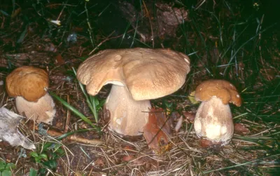 Белый гриб берёзовый (Boletus betulicola) фото и описание