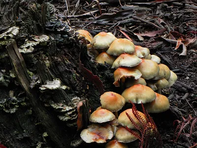 Лыткаринским любителям «тихой охоты»: лучшие грибные места Подмосковья |  Лыткарино - последние новости