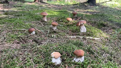 Оценена вероятность масштабного грибного сезона в Подмосковье - Мослента