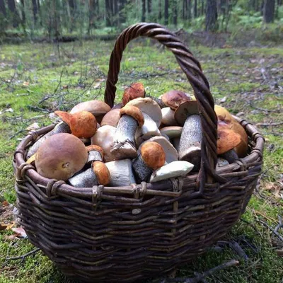 Когда осенью 2022 года идти за грибами в Московской области, когда в  Подмосковье начнется осенний грибной сезон, как выбрать лес, секреты  бывалых грибников, как не отравиться грибами - 18 сентября 2022 - msk1.ru