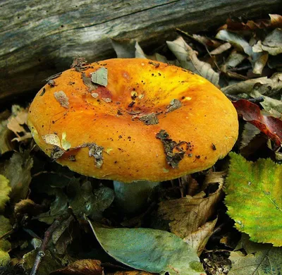 Необычные грибы, которые растут в Подмосковье | Пикабу