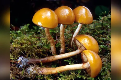Осенние грибы появились в подмосковных лесах » Город Егорьевск. Егорьевск  Онлайн «Включи город» Егорьевский информационный сайт