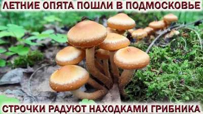 Газета Неделя-в-округе. Мытищи - Где собирать грибы в Подмосковье? С  установлением в Подмосковье жаркой погоды в лесах региона появились грибы,  сообщает пресс-служба Комитета лесного хозяйства Московской области.  «Грибники делятся результатами охоты в