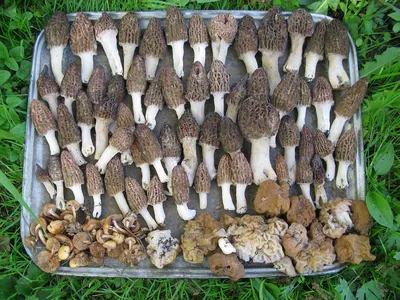 Осенние грибы Подмосковья съедобные - фото и картинки: 61 штук