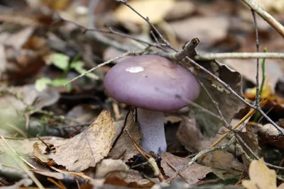Осенние несъедобные грибы Подмосковья - 42 фото