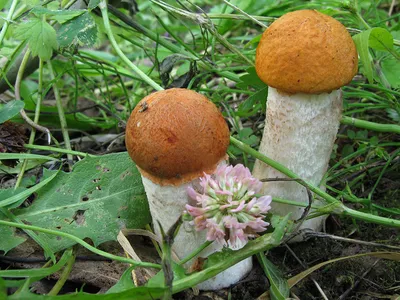 Осенние грибы Подмосковья - 49 фото