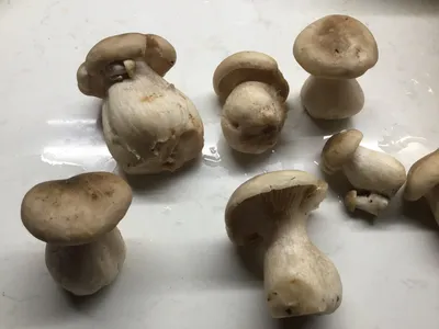 5 весенних грибов — знакомых и не очень. Описание, фото — Ботаничка
