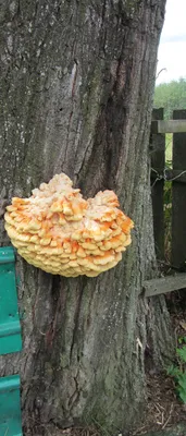 В Тверской области зимой растут грибы