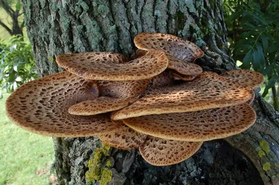 Старые грибы растут на деревьях споры Стоковое Фото - изображение  насчитывающей природа, грибок: 158784216