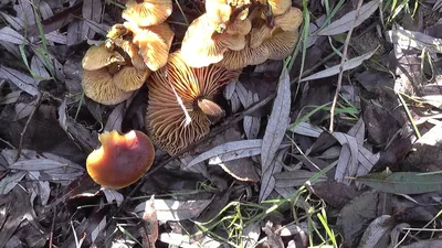 В Мурманской области нашли растущие на березе грибы | Телекомпания ТВ-21