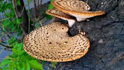 Съедобные грибы растущие на деревьях - 39 фото