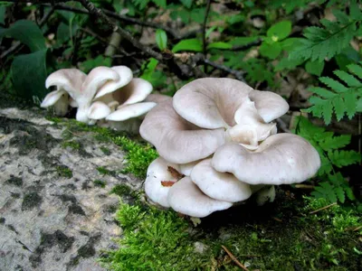 Какие грибы растут в наших лесах и чем они полезны - Миасский Рабочий -  28.08.2021