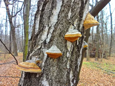 на камнях растут деревья...\" а на деревьях растут грибы :) :: Вадим  Мирзиянов – Социальная сеть ФотоКто