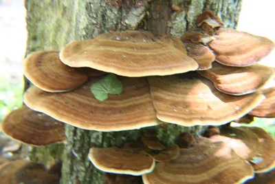 В Тверской области зимой растут грибы