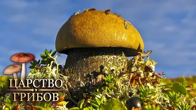 10 самых необычных грибов — Naked Science