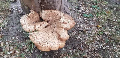 Съедобные грибы растущие на пнях - фото и картинки: 62 штук