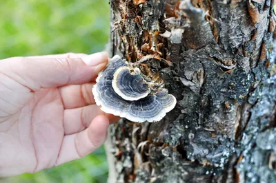 Какие грибы можно собирать осенью в Украине