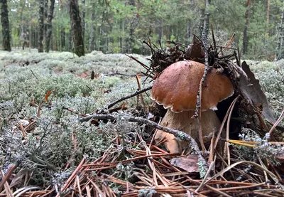 Какие грибы растут в Сочи и где их собирать?