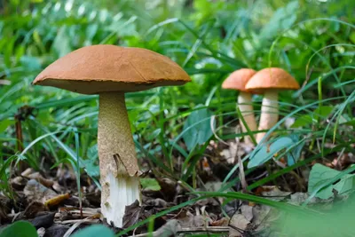 Грибы Саратовской области - [съедобные и ядовитые грибы Саратовской области],  фото с названиями и описанием, где растут