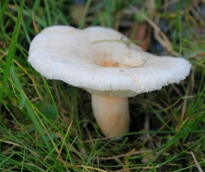 Съедобные и ядовитые грибы Саратовской области — фото и название