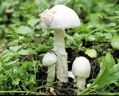 Смертельно ядовитые грибы Саратовской области