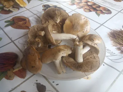 Съедобные грибы в Саратовской области - 45 фото