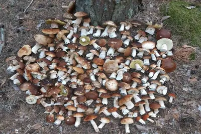 В Пензенской области начался сезон белых грибов — В сети — Пенза Взгляд