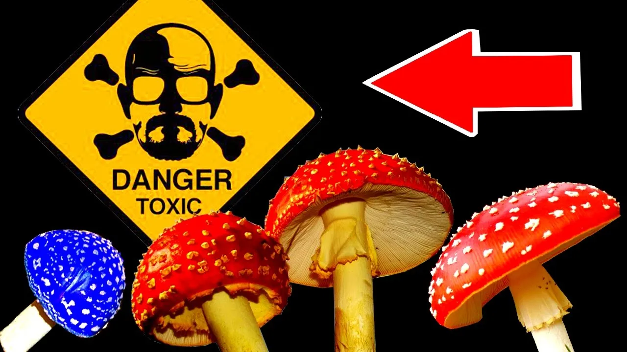 Ядовитые вещества грибы. Опасные грибы. Ядовитые грибы. Мухомор опасен. Опасные грибы для человека мухомор.