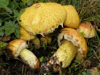 Маслёнок сибирский (Suillus sibiricus) фото и описание