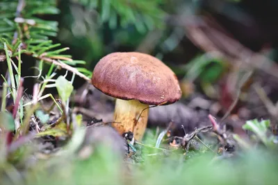Съедобные грибы Ямала - 46 фото